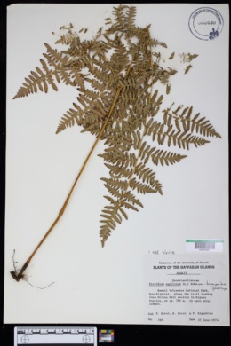 Pteridium aquilinum ssp. decompositum image