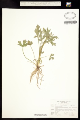 Image of Hecatonia scelerata
