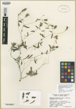 Mentzelia longiloba var. pinacatensis image