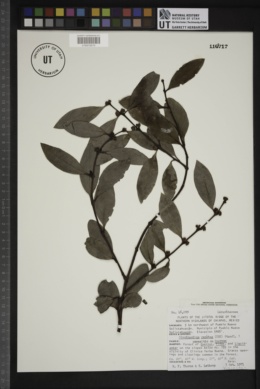 Struthanthus venetus image