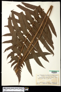 Cyclosorus sandwicensis image