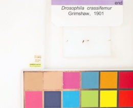 Drosophila crassifemur image