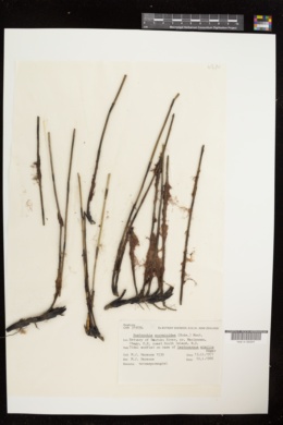Bostrychia scorpioides image