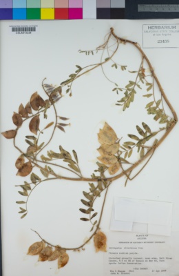 Image of Astragalus allochrous