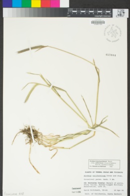 Hordeum brachyantherum subsp. californicum image