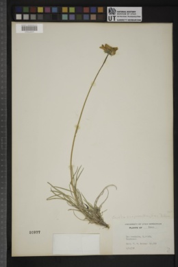 Encelia scaposa image