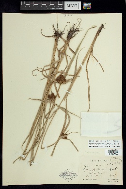Cyperus manimae var. divergens image