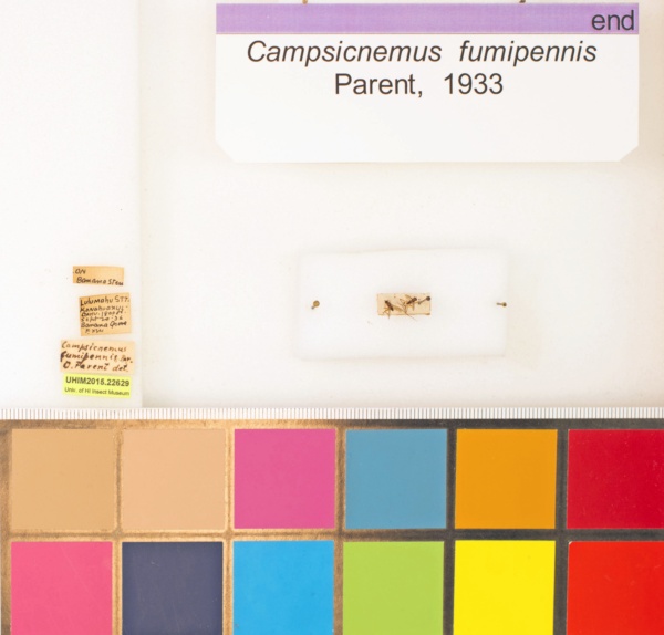 Campsicnemus fumipennis image