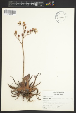 Image of Dudleya lanceolata