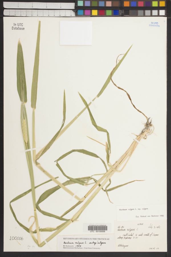 Hordeum vulgare subsp. vulgare image
