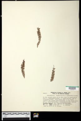 Image of Adenophorus tamariscinus