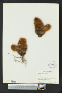 Echinocereus reichenbachii var. fitchii image