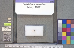 Image of Leialoha scaevolae