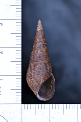 Melanoides tuberculata image