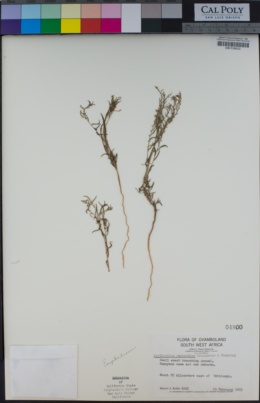Image of Phyllanthus pentandrus