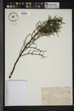 Image of Phoradendron acuminatum