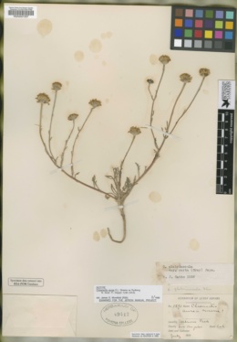 Image of Chaenactis aurea