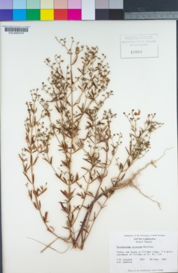Image of Trichostema setaceum