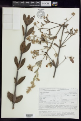 Image of Banisteriopsis irwinii