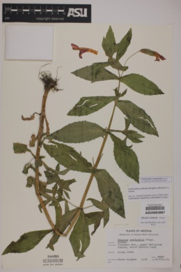 Erythranthe cinnabarina image