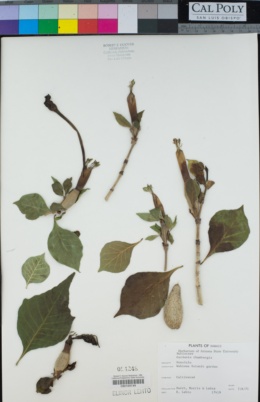 Image of Gardenia thunbergia