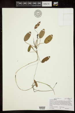 Image of Potamogeton oakesianus