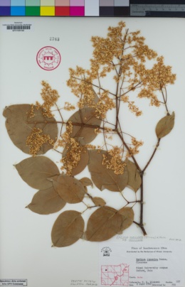 Syringa reticulata subsp. reticulata image