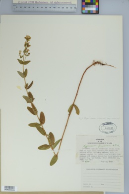 Hypericum scouleri subsp. scouleri image