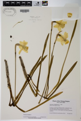 Narcissus triandrus image