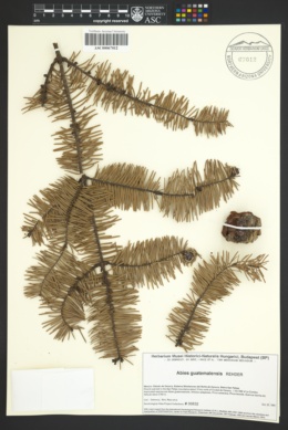 Image of Abies guatemalensis