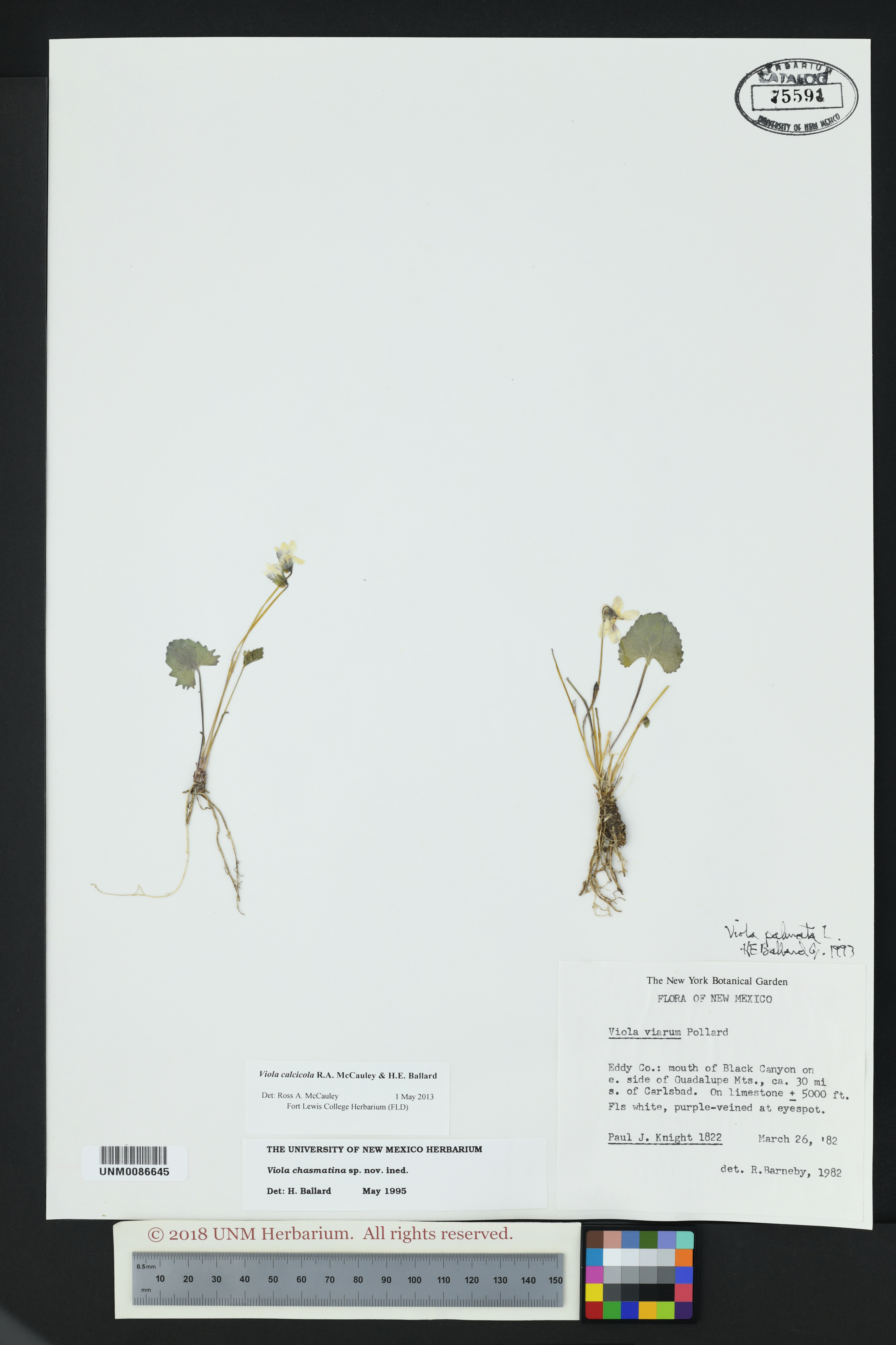 Viola calcicola image