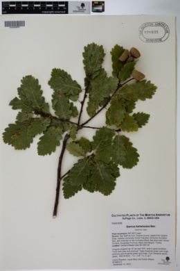 Quercus hartwissiana image