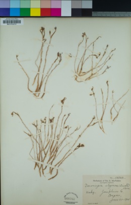 Downingia elegans image