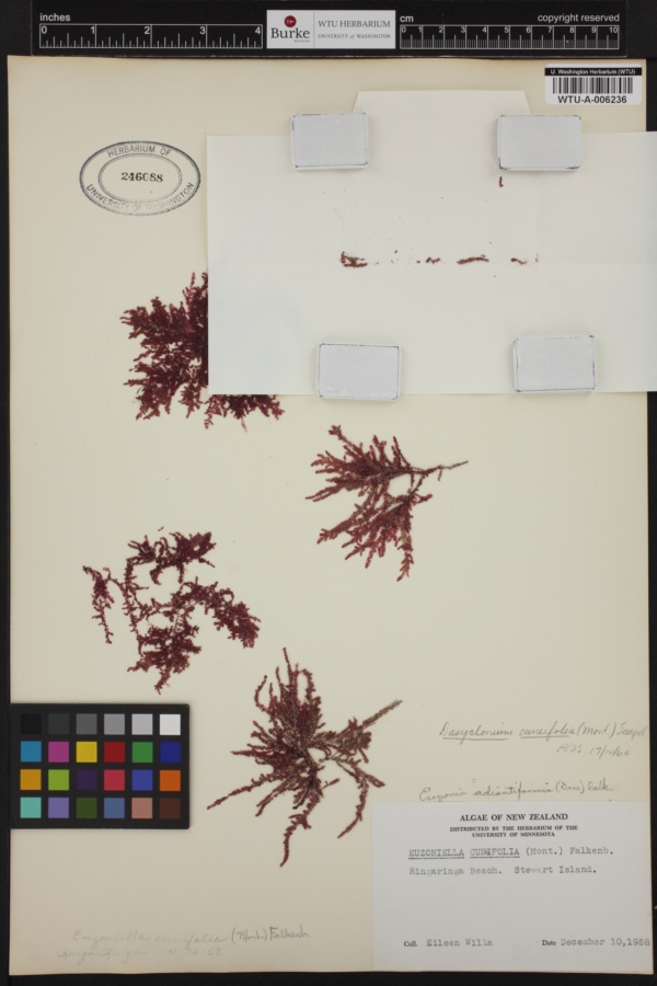 Dasyclonium cuneifolium image