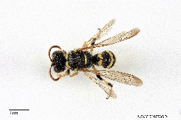 Image of Cerceris occipitomaculata