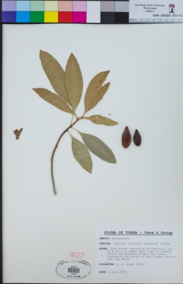 Image of Ochrosia vitiensis