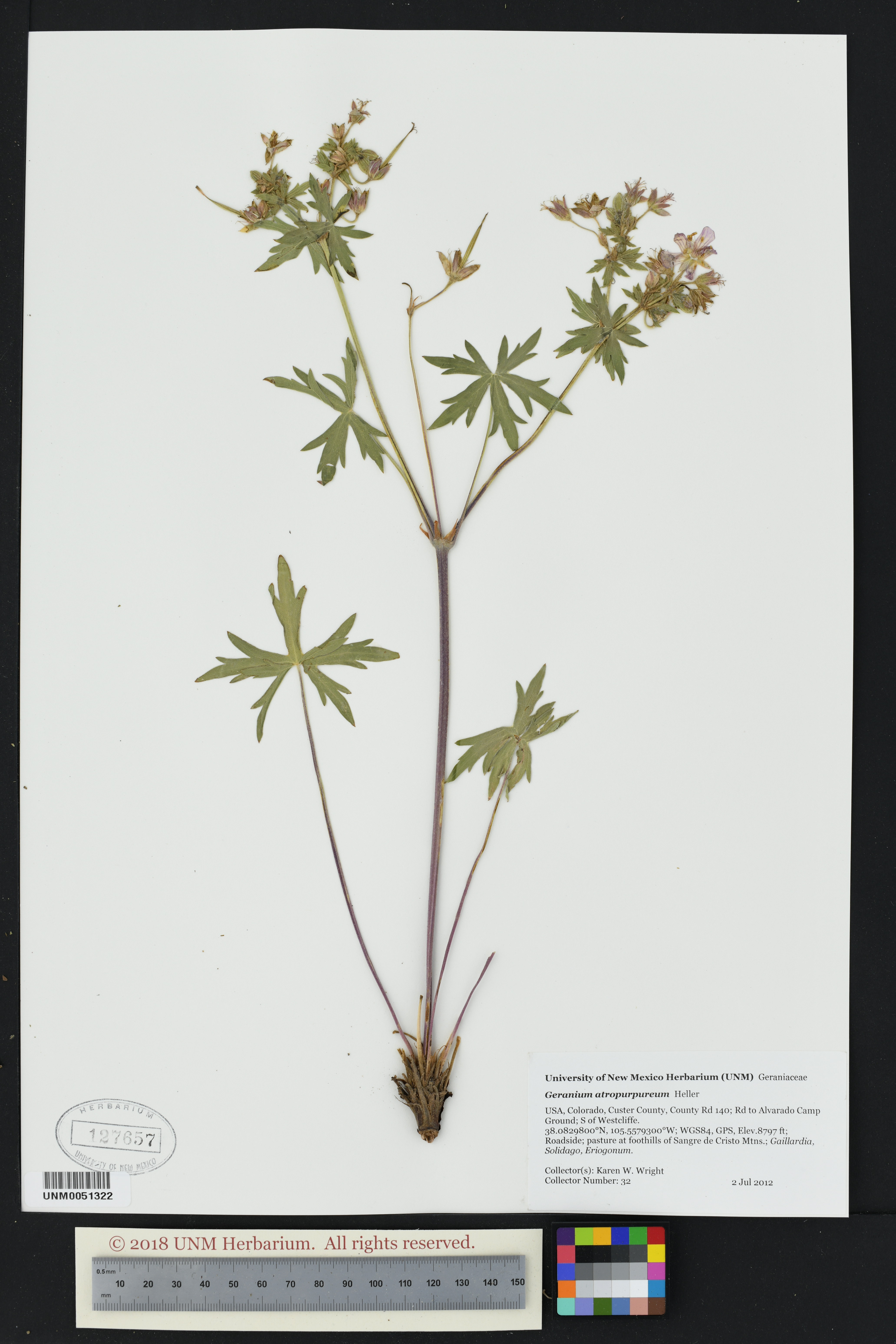 Image of Geranium atropurpureum