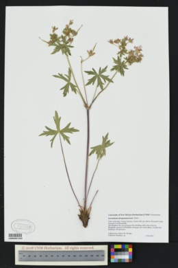 Image of Geranium atropurpureum