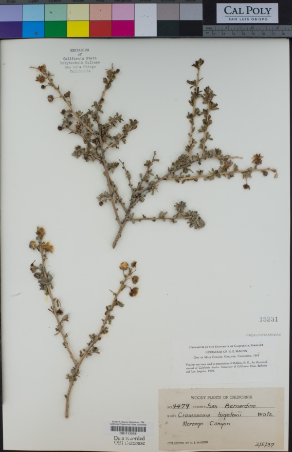 Crossosomataceae image