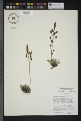 Petrophytum caespitosum var. elatius image