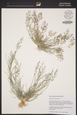 Image of Eragrostis barrelieri
