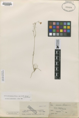 Image of Gilia lineata