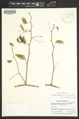 Calliandra caracasana image
