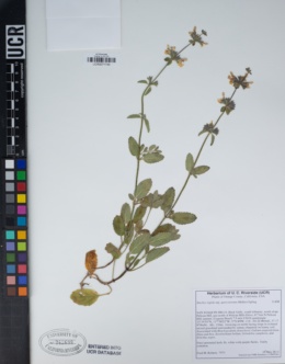 Stachys rigida subsp. quercetorum image