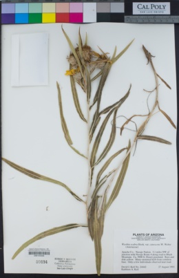 Scabrethia scabra subsp. canescens image