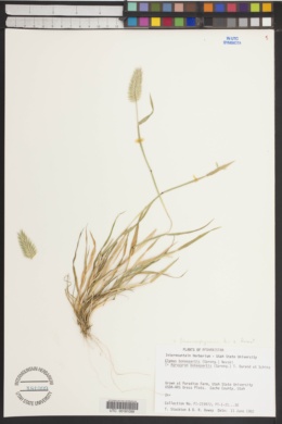 Eremopyrum bonaepartis subsp. hirsutum image