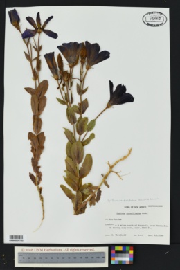 Image of Eustoma russellianum
