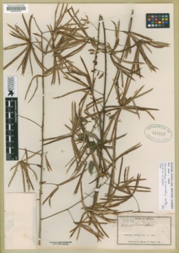 Desmanthus bicornutus image