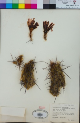Image of Echinocereus brandegeei