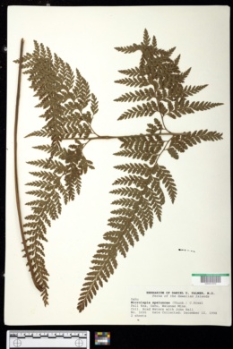 Microlepia speluncae image